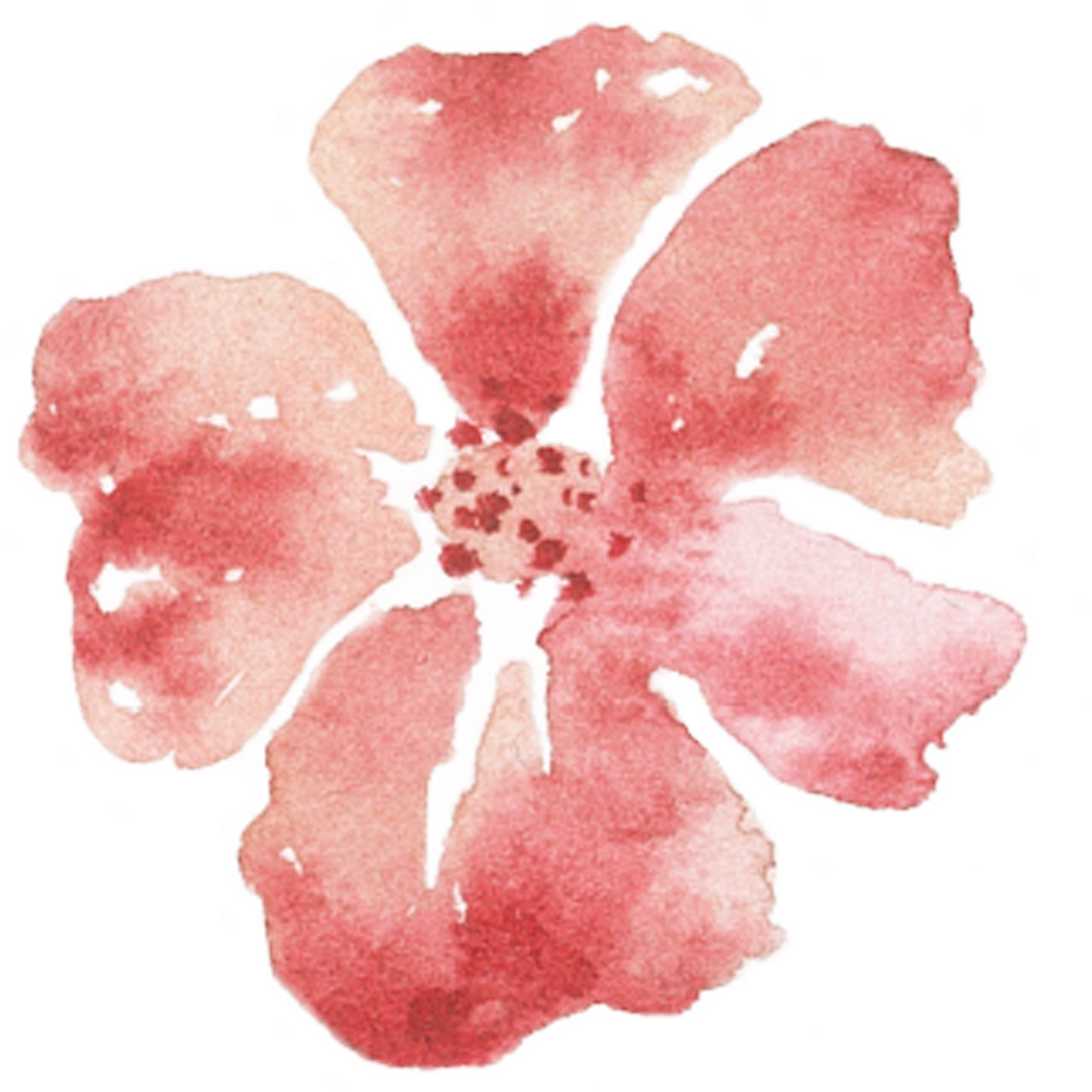 Of A Friends Wedding In The Summer Of - Chinese Hibiscus (1920x1796), Png Download
