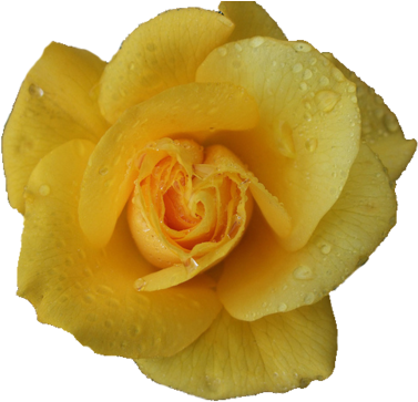 Transparent Yellow Pictures To Pin On Pinterest - Rose (500x375), Png Download