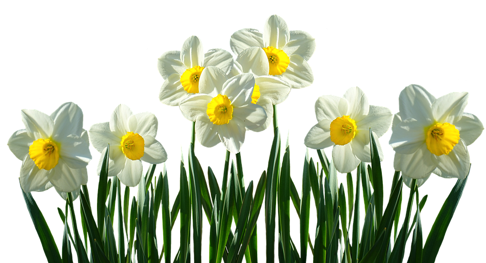 Daffodils Transparent (960x712), Png Download