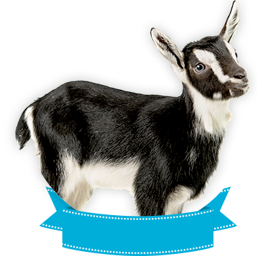 Alphine - Cabra Con Fondo Blanco (371x370), Png Download
