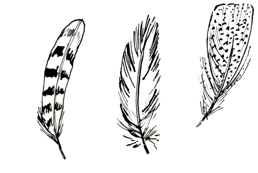Feathers (1000x621), Png Download