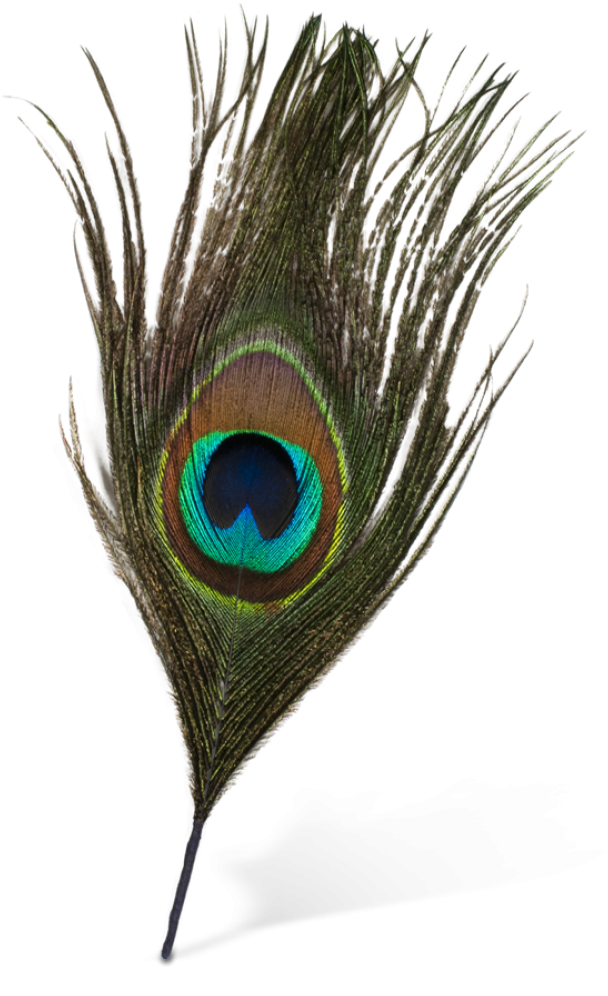Peacock Feather Vector Png - Peacock Feather Images Png (1120x1120), Png Download