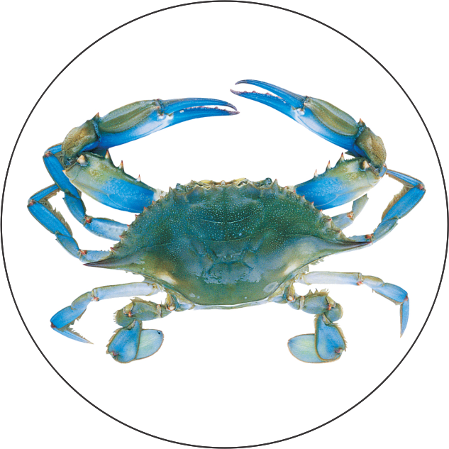 Blue Crab Png - Blue Crab (633x633), Png Download