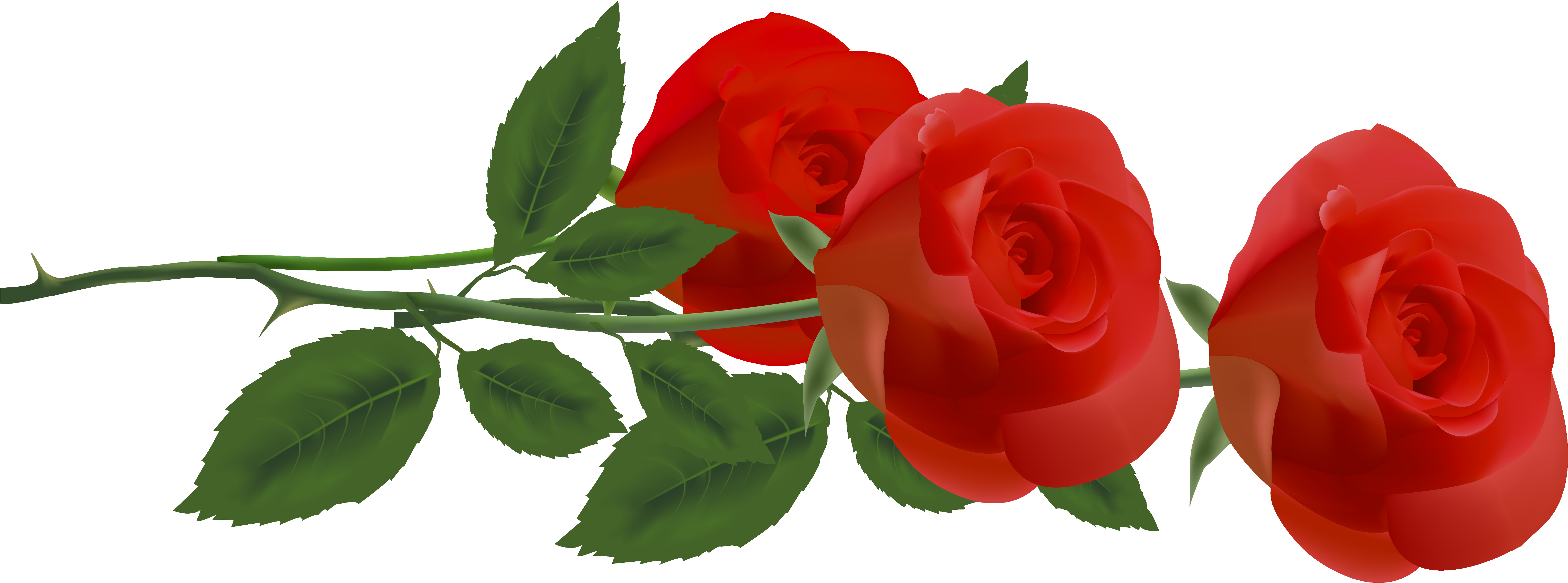 Red Rose Png (6399x2464), Png Download