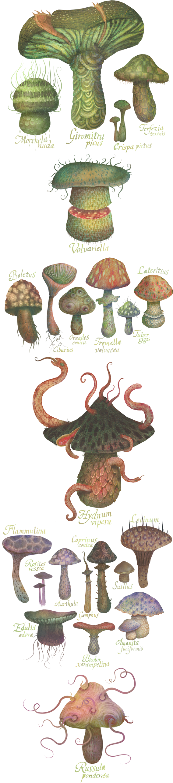 Fungus (567x2594), Png Download