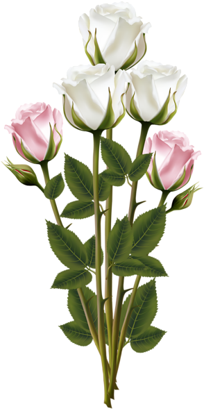 White And Pink Roses, Red Roses, Pink Rose Bouquet, - Transparent Bouquet (297x600), Png Download