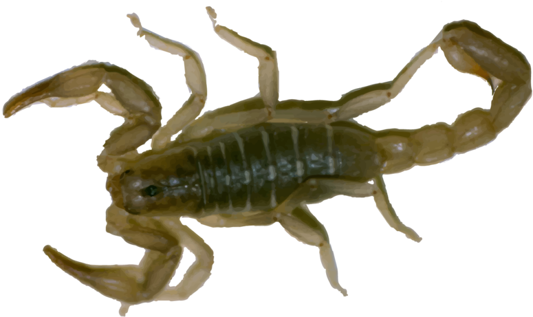 Hr Scorpion - Clothing (1000x595), Png Download