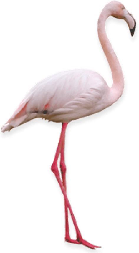 Free Png Flamingo Png Images Transparent - Фламинго Png (480x858), Png Download