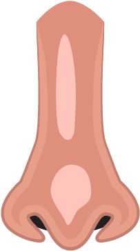 Nose - Illustration (400x401), Png Download