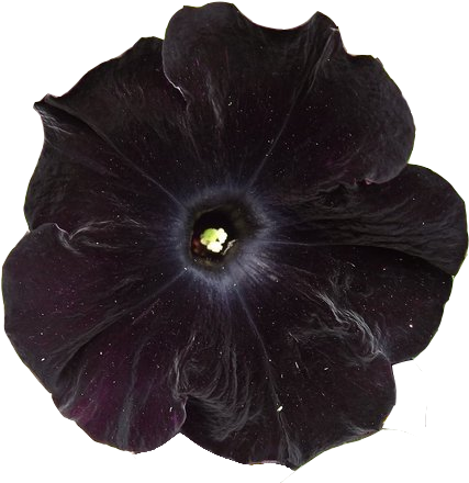 Transparent Blunt Tumblr - Transparent Black Flowers (500x463), Png Download