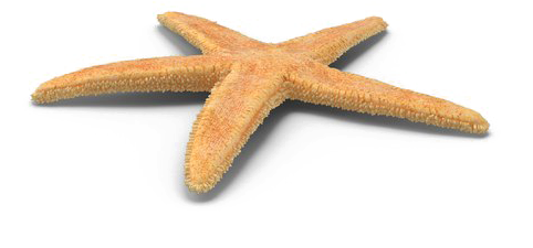 Starfish Png Free Download - Art (600x600), Png Download