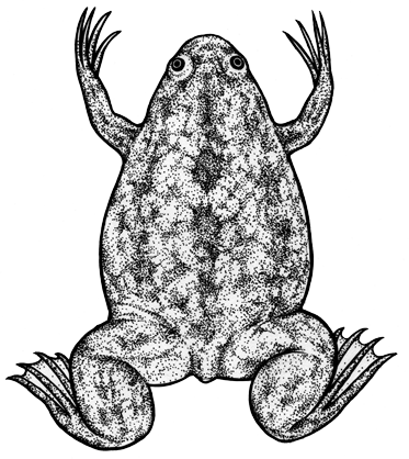 201606 03 Frog - Frog (373x418), Png Download