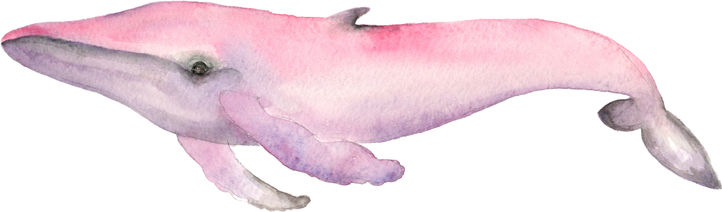 Pink Whale (1024x301), Png Download