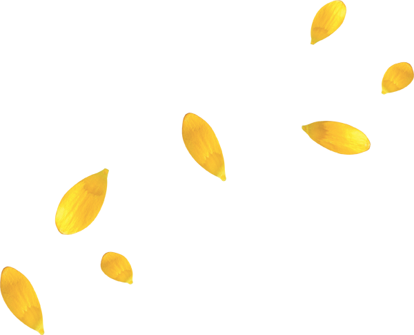 Yellow Flower Petals - Yellow Flower Petal Png (600x485), Png Download