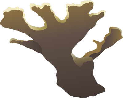 Scleractinia Clipart - Acropora Vector (400x319), Png Download