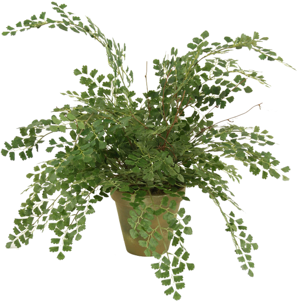 Distinctive Designs Silk Maidenhair Fern In 6-in Weathered (593x600), Png Download