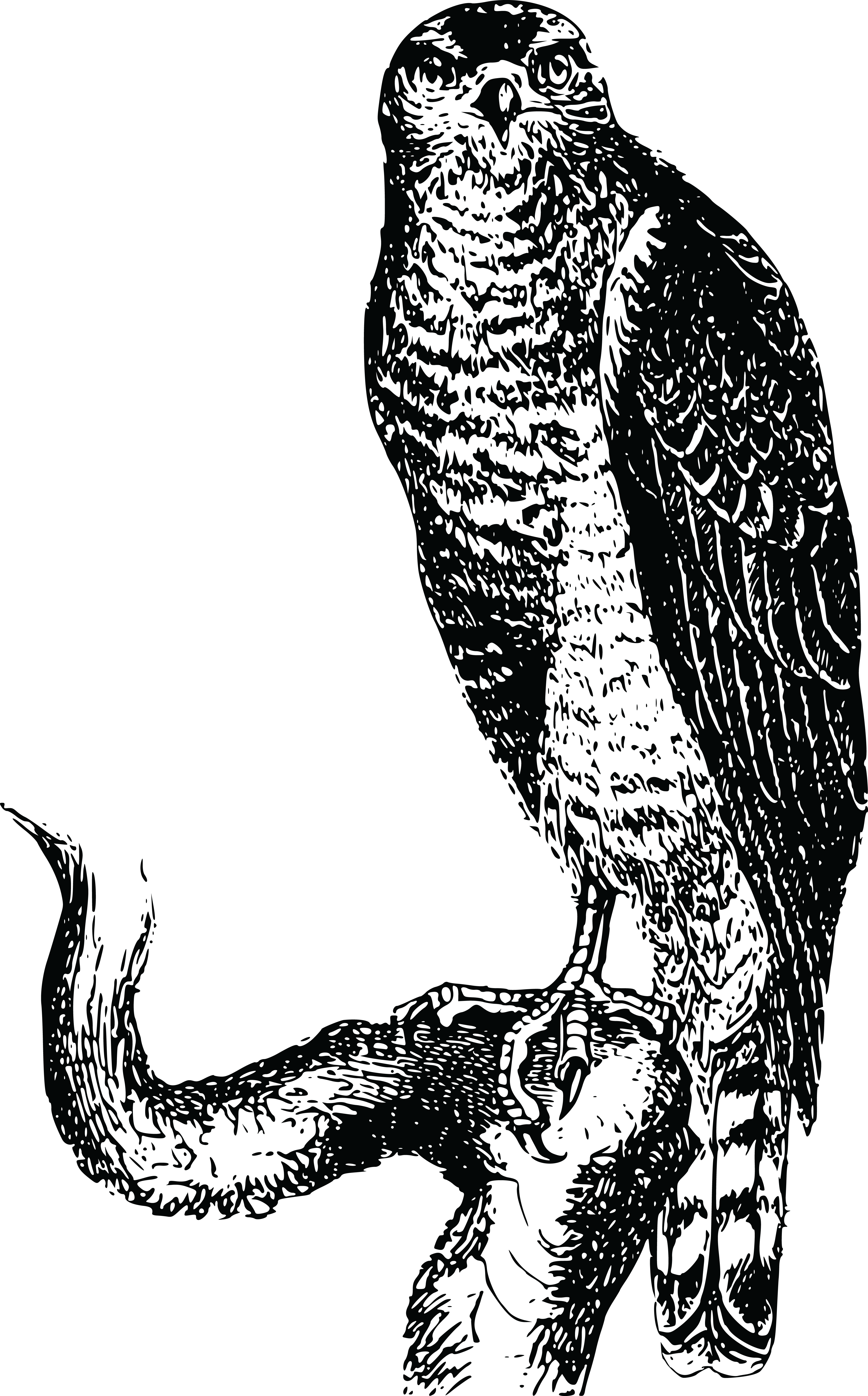, , - Perached Hawk Vector (4000x6431), Png Download