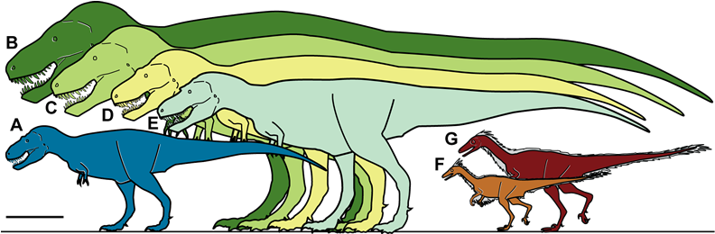 Silhouettes Showing Approximate Sizes Of Representative - Albertosaurus Compared To Trex (800x268), Png Download