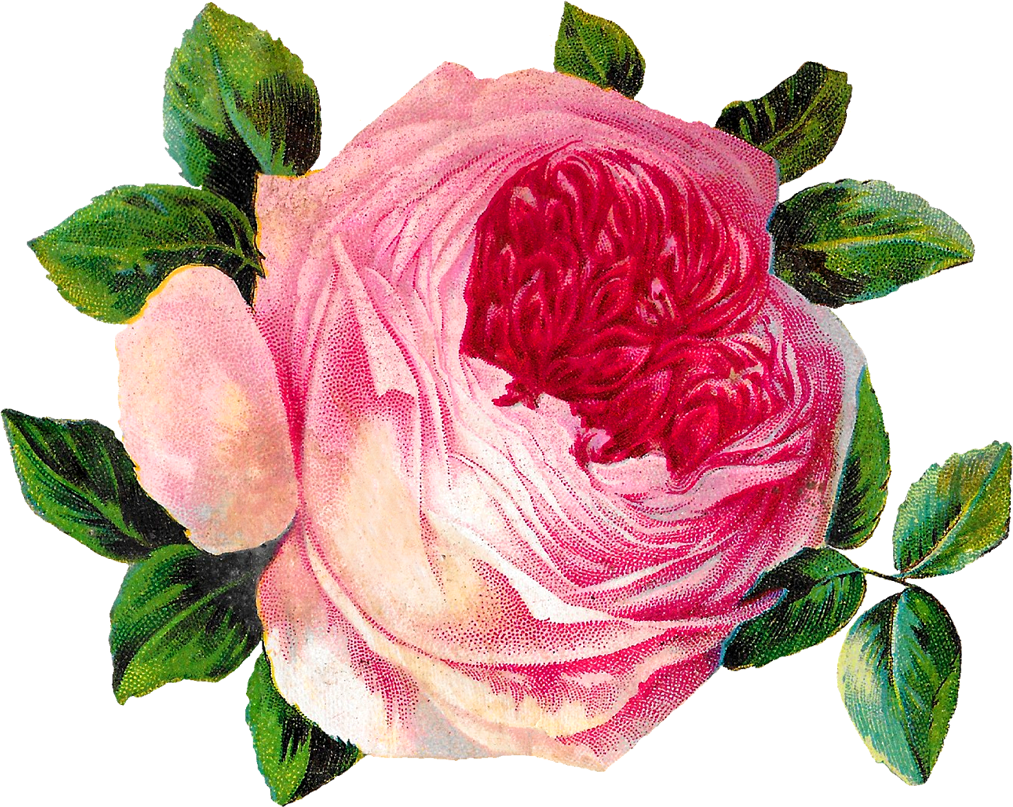 Rose Flower Botanical Art Image Shabby Chic Crafting - Garden Roses (1600x1299), Png Download
