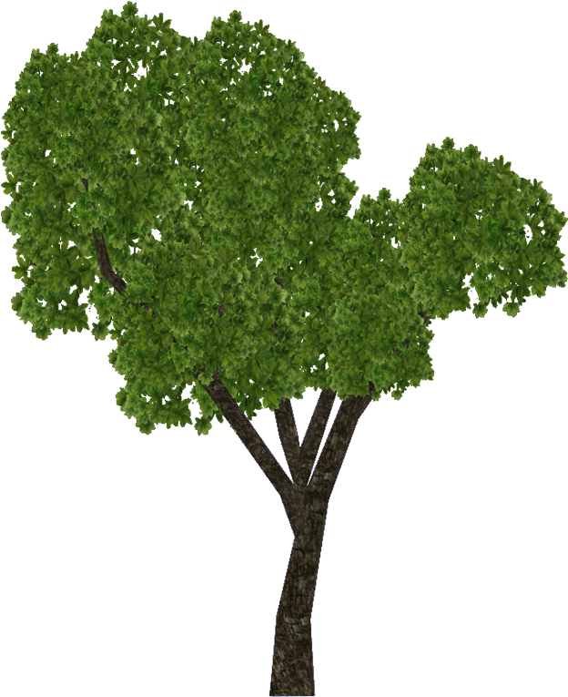 E-1422685327 - Sal Tree (756x804), Png Download