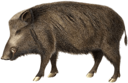 Boar Illustration - Wild Boar Transparent (464x303), Png Download