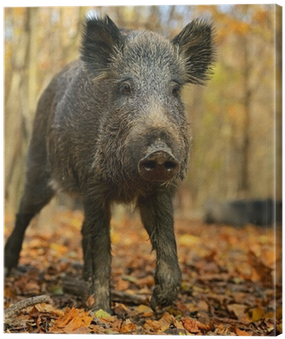 Wild Boar (400x400), Png Download