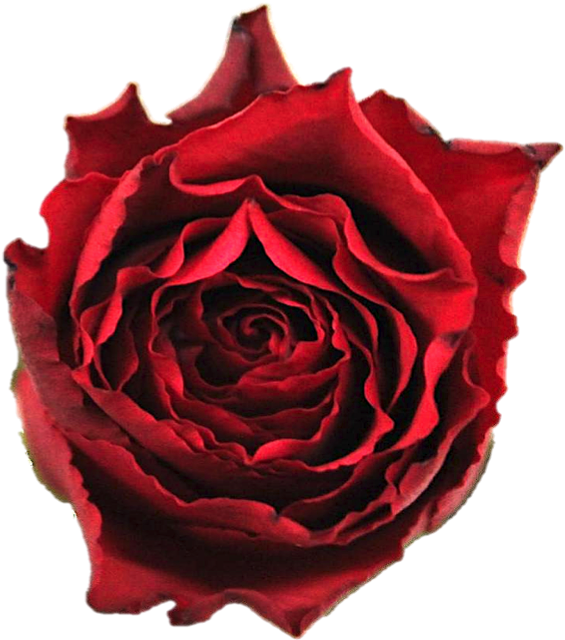 Garden Roses (645x645), Png Download