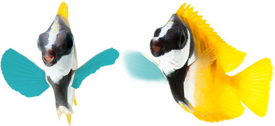 Download Coral Reef - Foxface Rabbitfish - Foxface Rabbitfish - Full ...