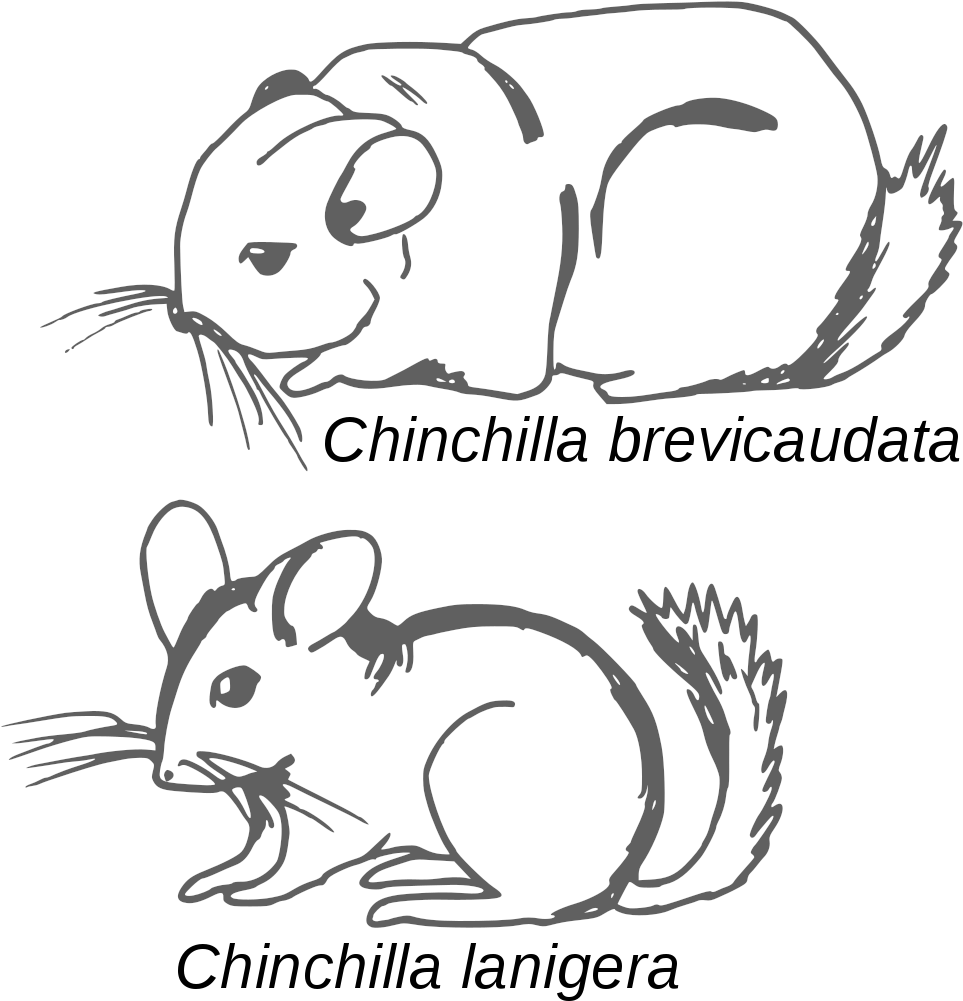 File - Chinchilla - Croquis Comparatif - Svg - Chinchilla Brevicaudata (986x1024), Png Download