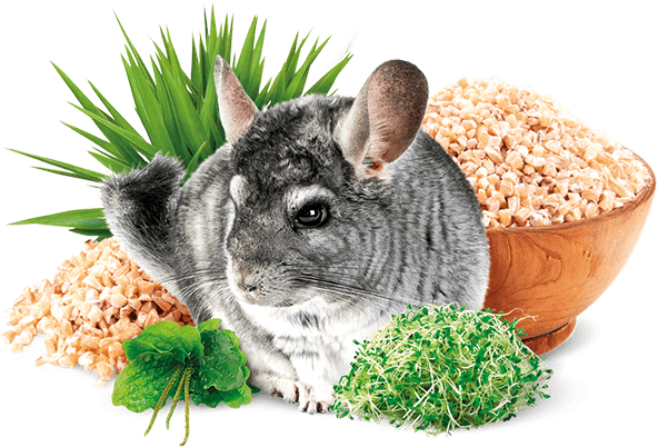 Chinchilla - Brit Animals (592x402), Png Download