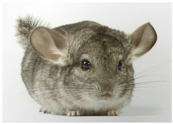 Chichi The Chinchilla (400x400), Png Download