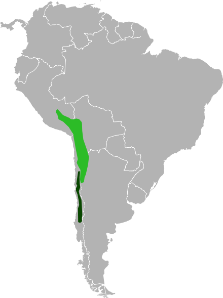 Range Of Chinchilla Lanigera And Chinchilla Chinchilla - Short Tailed Chinchilla Fur (440x589), Png Download