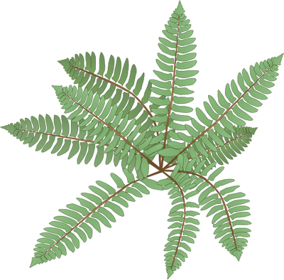 Ian Symbol Polystichum Acrostichoides - Polystichum Acrostichoides Png (400x394), Png Download