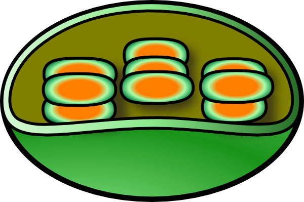 Chloroplast Clip Art - Download (600x399), Png Download