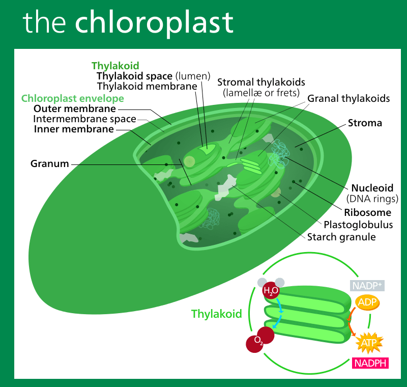 “chloroplast Ii” By Kelvinsong Own Work - Chloro Plast (800x760), Png Download