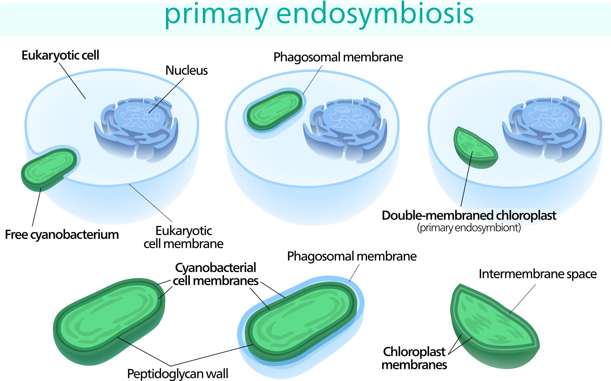 Open - Chloroplast Endosymbiosis (2000x1280), Png Download