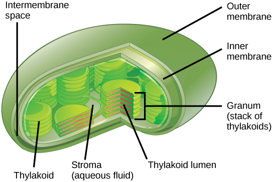 Figure 3 Structure Of The Chloroplast - Chloroplast Internal Structure Of A Leaf (544x364), Png Download