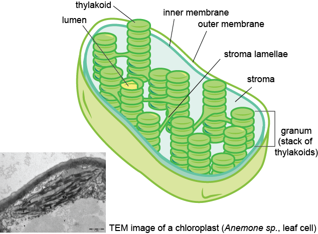 Just Like In Mitochondria, The Membranes Of The Chloroplast - Lumen In A Chloroplast (634x467), Png Download