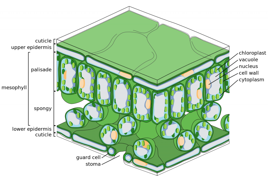 The Structure Of The Chloroplast - Palisade Layer Of Leaf (1024x682), Png Download