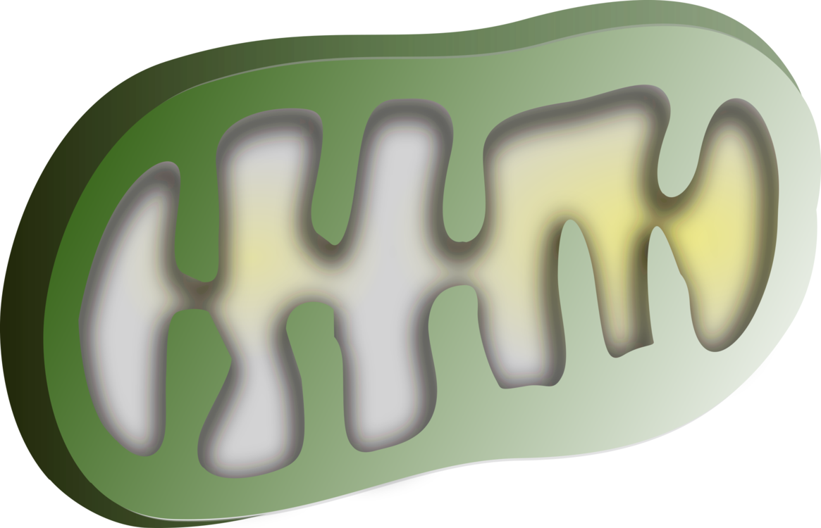 Chloroplast Mitochondrion Organelle Mitochondrial Dna - Clipart Chloroplast (1165x750), Png Download