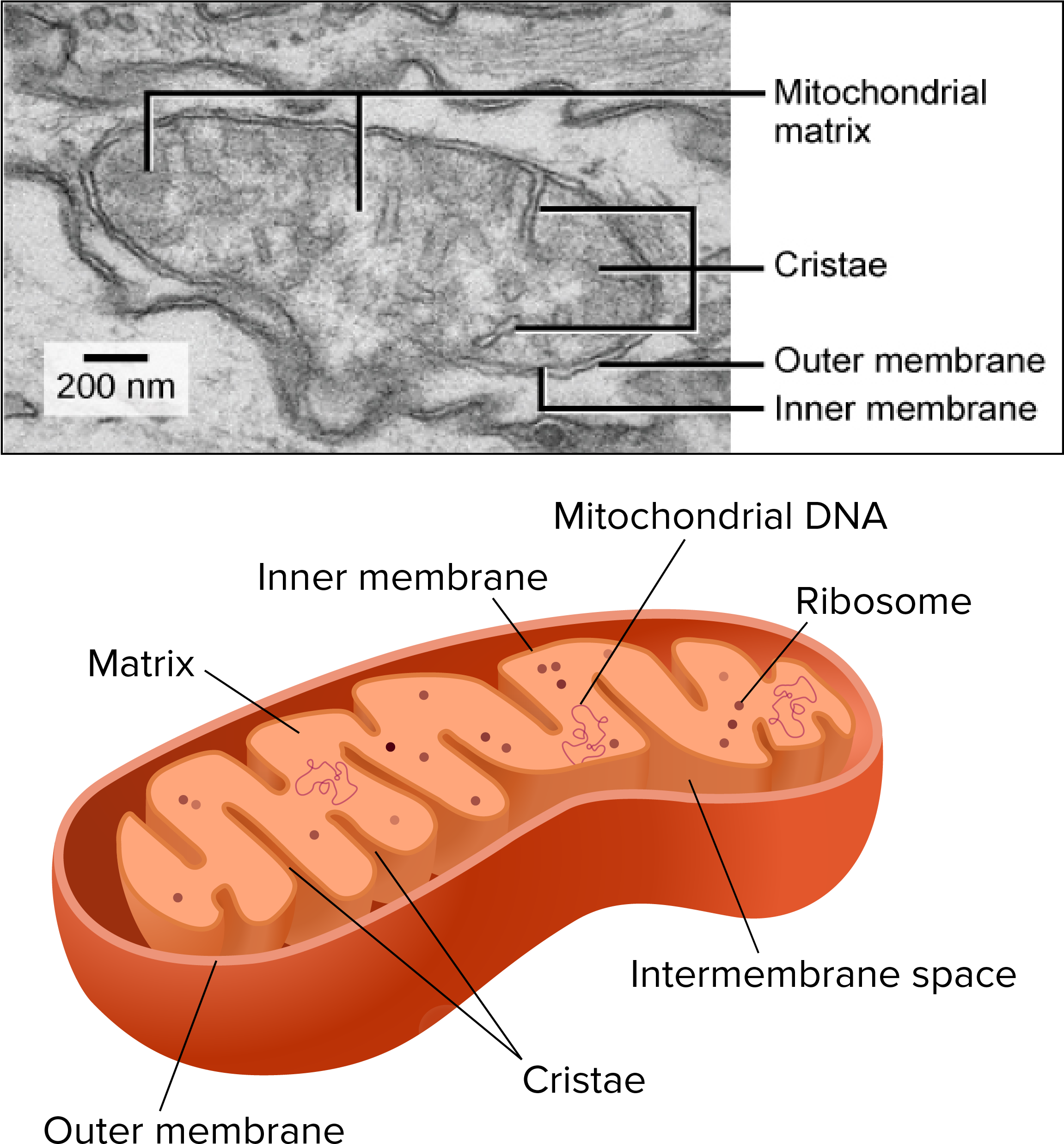 Mitochondria Affected By Alzheimer's (2356x2637), Png Download