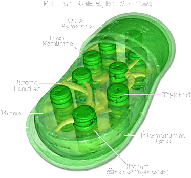 Function - Chloroplast Cell Wall (373x348), Png Download