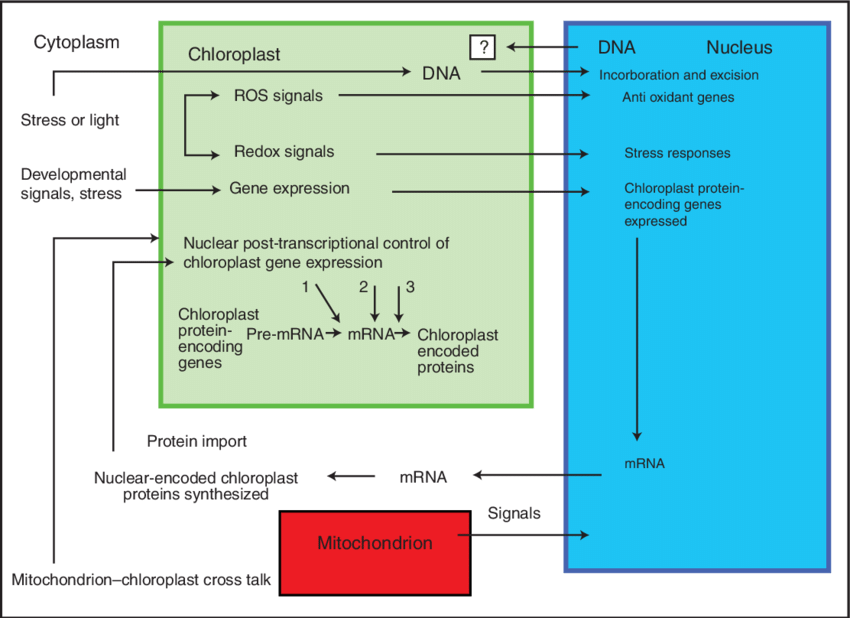 The Interactions Between Nucleus And Chloroplast - Cell Nucleus (850x618), Png Download