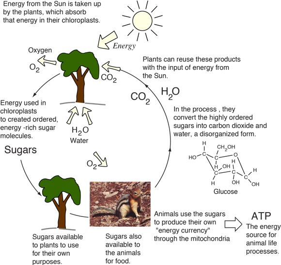 The Energy Cycle For Life Is Fueled By The Sun - Do Plants And Animals Process Energy (602x569), Png Download
