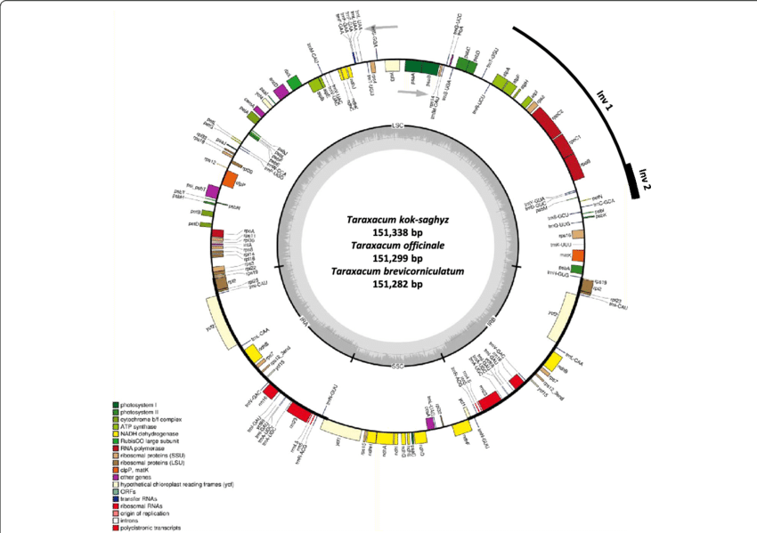 Chloroplast Genome Annotation Map For Taraxacum Kok-saghyz, - Arabidopsis Thaliana Chloroplast Genome (850x599), Png Download