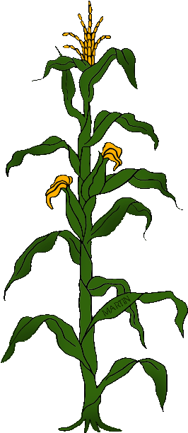 State Grain Of Wisconsin - Draw A Simple Food Chain (313x648), Png Download