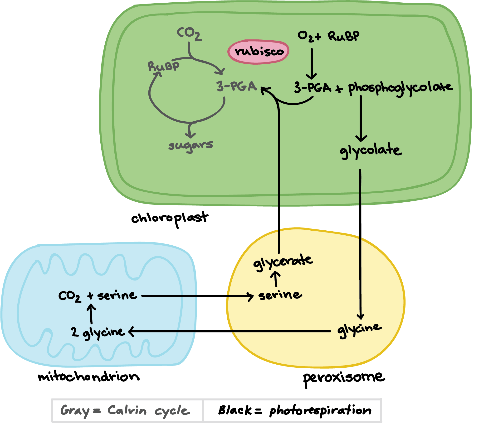 Photorespiration In Plants (2583x1850), Png Download