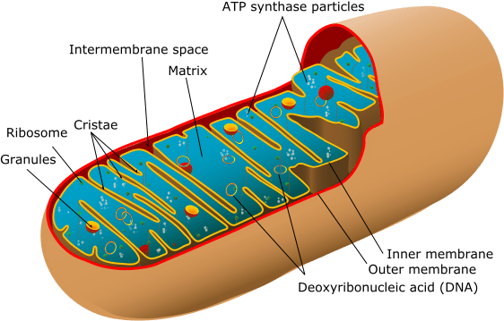 Structure Of A Mitochondria - Labeled Diagram Of The Mitochondria (562x359), Png Download
