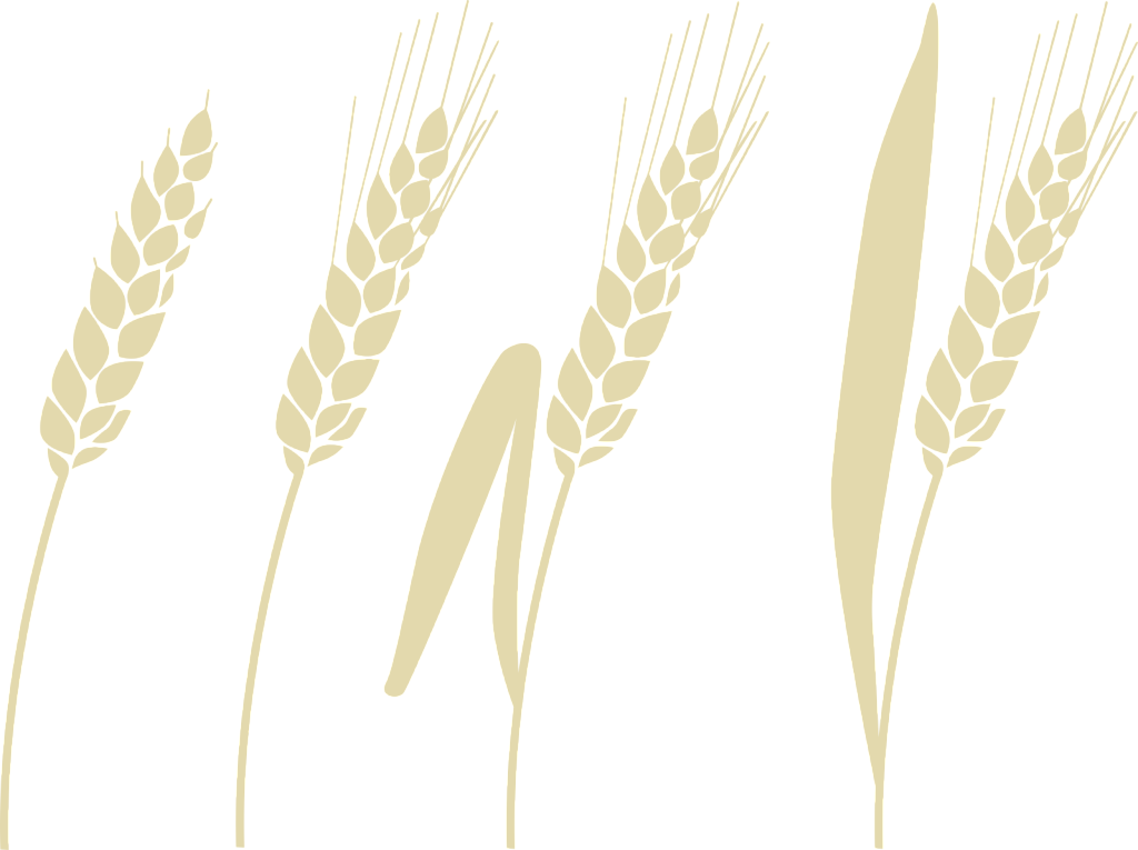 Phragmites (1024x765), Png Download