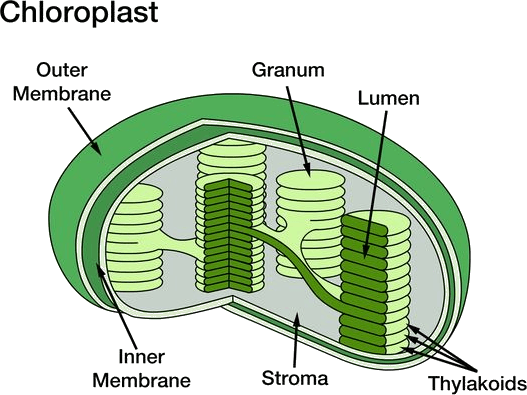 Image Shows The Chloroplast - Does Chloroplast Look Like (527x395), Png Download